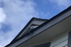 Excluder placed on roof for bats to get out