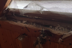 Damage in attic from squirrel in Stono Ferry, Charleston, SC