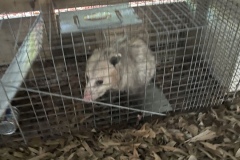 Successful removal of Opossums from the subfloor of a home in West Ashley, SC