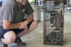 Successful manual extraction of raccoons from a subfloor on Edisto Beach, SC