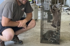 Successful manual extraction of raccoons from a subfloor on Edisto Beach, SC