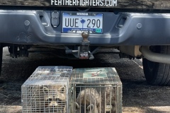 Removal of raccoons from a residence on Edisto Beach, SC
