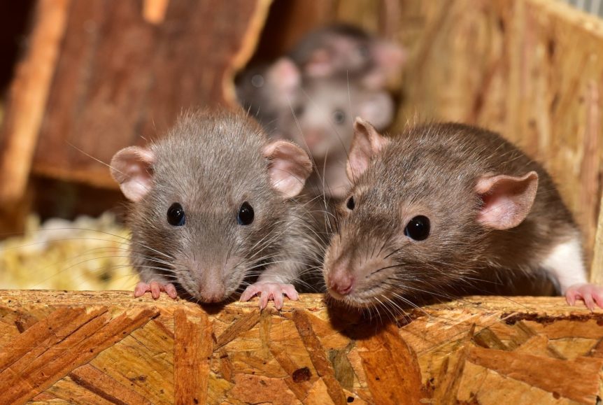 Rats and other Wildlife Removal