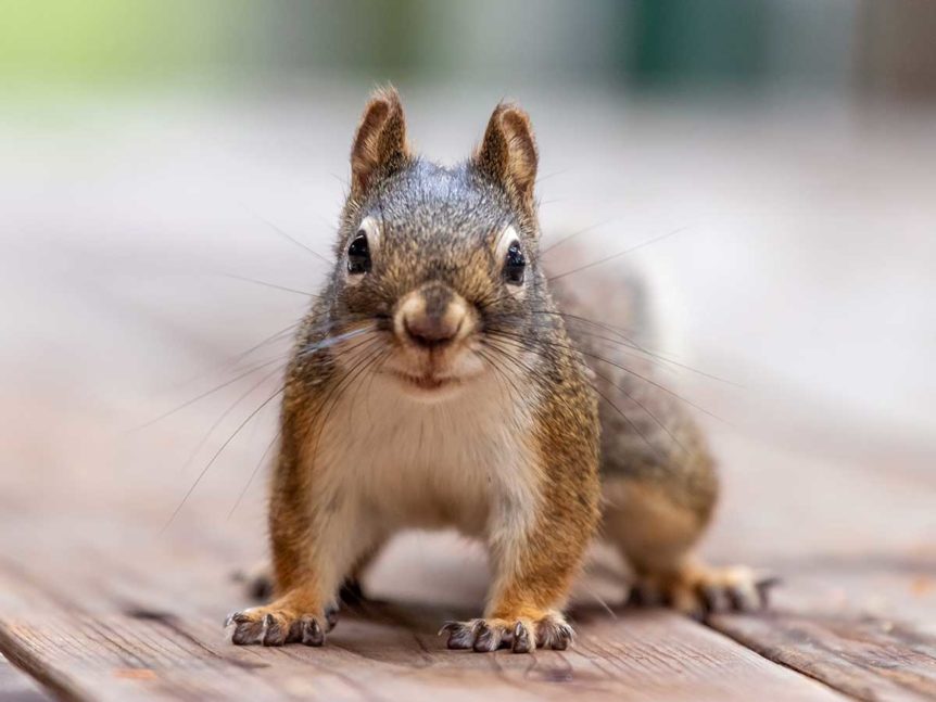 Image of a squirrel