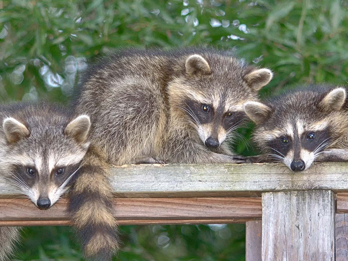 raccoon wildlife removal