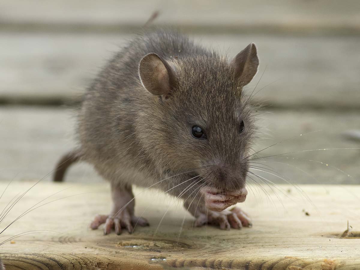 A Rodent Problem in the lowcountry - Feather Fighters Wildlife Removal