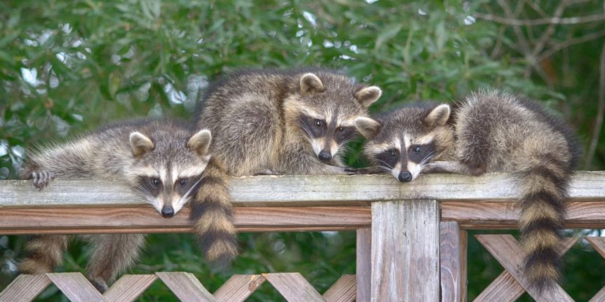 raccoon wildlife pest control