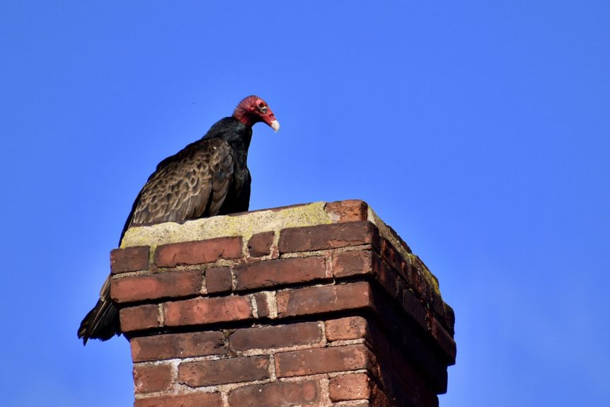 Image of vulture loafing on roof